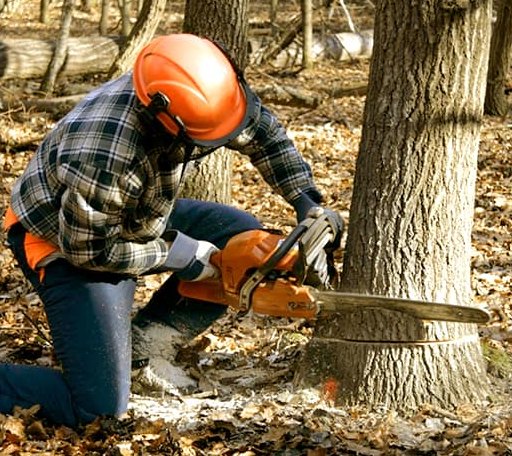 Tree Removal in London, TX